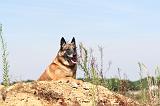 MALINOIS 350